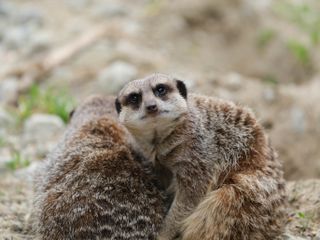 Meercats cuddling with one looking directly into the camera