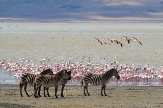 Kenya's Lake Magadi has carbonate-rich and salty waters.