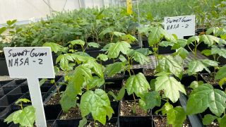 a table covered in small plant seedlings