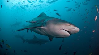 Bull shark with school of fish at Beqa Lagoon Fiji.