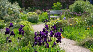 Bearded purple iris in late spring garden