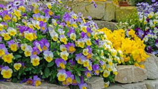 Flowering violas