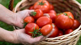 Woman holding freshly harvested tomatoes in her hands over a basket