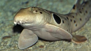 The unusual front fins of epaulette sharks (Hemiscyllium ocellatum) help them do something no other shark species can do: walk on land.