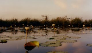 photograph of flowers in lake