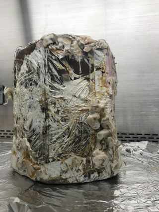 A stool constructed out of mycelia after two weeks of growth. The next step is a baking process process that leads to a clean and functional piece of furniture. The myco-architecture project seeks to design not only for habitats, but for the furniture that could be grown inside them as well.