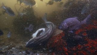 pyjama sharks mating on seafloor with a fish looking at the camera in the forefront