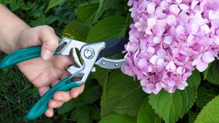 Someone using pruning shears to prune hydrangeas