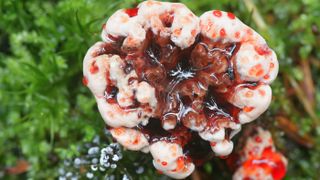 Bleeding Tooth Fungus