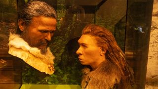Human and Neanderthal heads in museum display case.