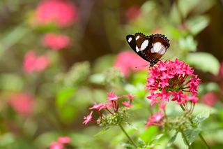 Butterfly on a pink flower