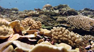 A healthy coral reef filled with a range of knobby, table, and branching corals.