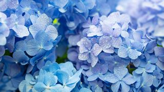 Petals of a blue hydrangea macrophylla