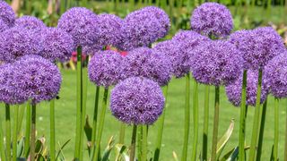 Alliums