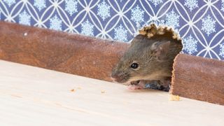 Mouse entering home through hole in wall