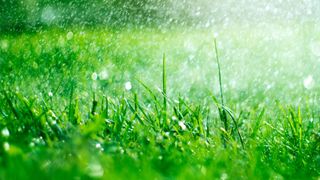 Rain falling on grass