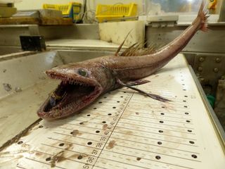 This deep-sea lizard fish (&lt;em&gt;Bathysaurus ferox&lt;/em&gt;) was found at a depth of TK (200 meters) on the continental slope off the west coast of Scotland.