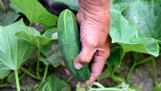 Man picking a cucumber