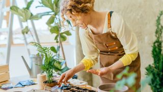 Woman planting seeds in a greenhouse