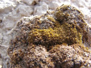 yellow brown moss covers a portion of white rock. In the background, more white rock, but no moss.