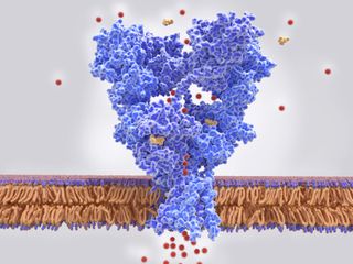 AMPA glutamate receptor illustration