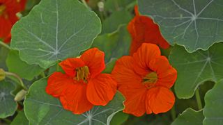 Red nasturiums in bloom