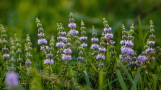 A pennyroyal plant