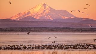 View from Tule Lake National Wildlife Refuge with Snow Geese and Canada Geese.