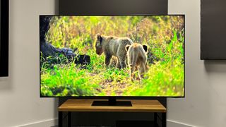 Samsung QN95D Neo-QLED TV face on with screen showing lion cubs