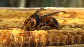 After giant hornets (Vespa soror) invade the bees' hives, they slaughter the adults and take the bees' young to feed their own larvae.