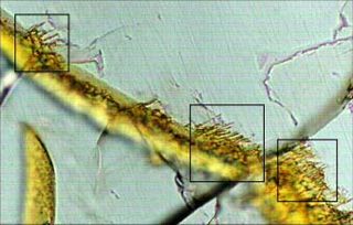 A microscopic view into a thin slice of the Martian meteorite Nakhla. A fracture (tan) and tunnels (in boxes) are similar in size and shape to tunnels associated with DNA in terrestrial rocks. How these were formed is not known, however; no DNA was found.