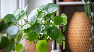 Pilea peperomioides in terracotta pot, lush bush with several potted Chinese money plant on windowsill