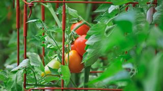 Tomato plant growing in cage support