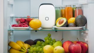 Shelfy fridge freshener placed on shelf in fridge among fruit and vegetables