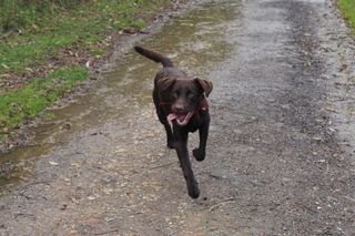 A shot of a dog running taken with the Pentax K-3 III camera, f/2.8, 1/320, ISO 200