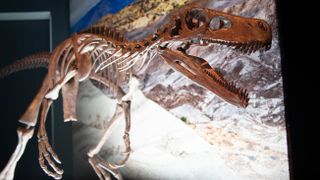 a photo of a dinosaur skeleton displayed at a museum against a lit backdrop