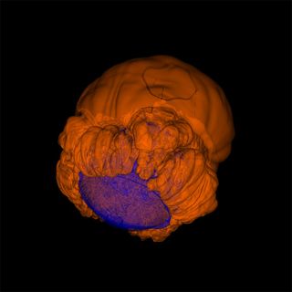 Wow! Astronomers Explode a Virtual Star