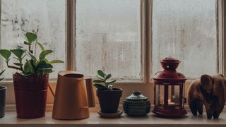 what is relative humidity: image shows plants in front of window with condensation