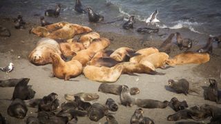 Adult seals and seal pups lying on a shore on an island.