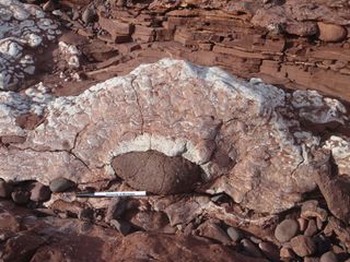 A stromatolite on a large basalt clast from the Copper Harbor Formation on the Keweenaw Peninsula in Michigan. Gallagher says this formation is thought to have originated from river deposits. If so, a stromatolite here would be suggestive of life in a terrestrial setting.