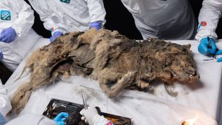 Wolf laying on table surround by 4 people wearing white coats and gloves.