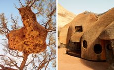 A weaver birds' nest and Porky Hefer's The Nest