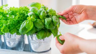 Someone picking leaves from a basil plant