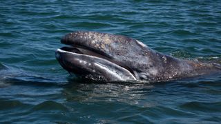 Gray whale surfacing.