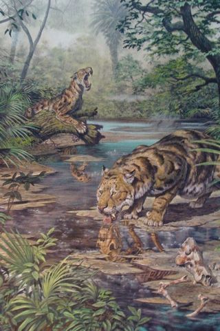 illustration shows a newly discovered type of saber-toothed cat at a pool of water