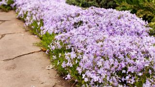 Creeping phlox growing alongside a path in a yard