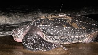 A tagged leatherback on wet sand heads towards the sea.