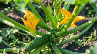 Zucchini plant with bright yellow flowers