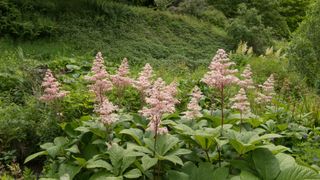 Fingerleaf Rodgersia