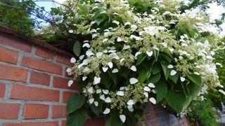 Climbing hydrangeas